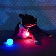 Glow ball pentru câini